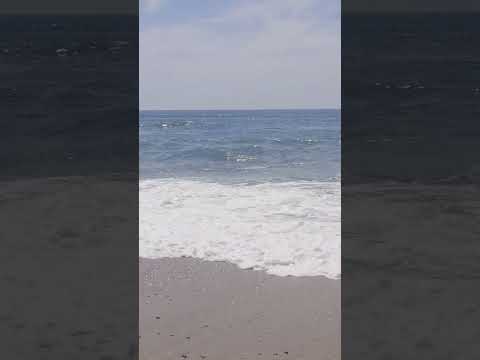 finally, beach life! #dog #beach #goodtimes