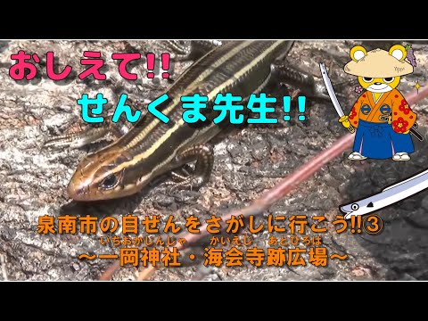 Vamos encontrar o Jizen da cidade de Sennan!!#3 ~ Santuário de Ichioka (Ichioka Jinja) Praça das Ruínas do Templo de Kaieji ~