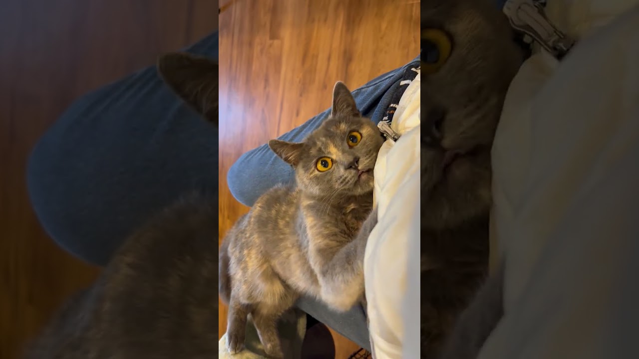 Enlarge My amazing 3 legged little girl., a ADOPTABLE Dilute Tortoiseshell in Eagle Point, OR video 2/2