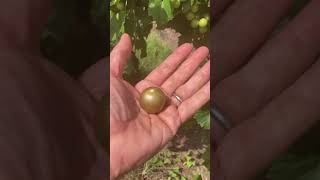 Late Fry Review by Greg Ison IMG 1038 Trim