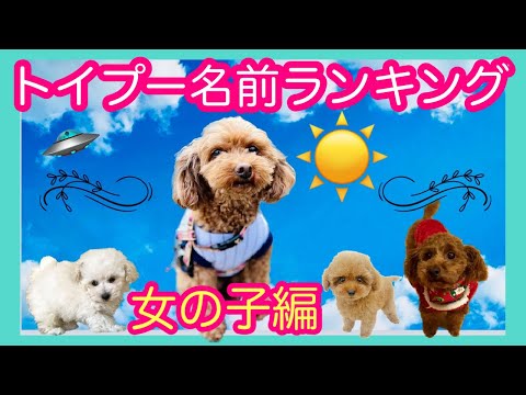 プードルの犬の名前