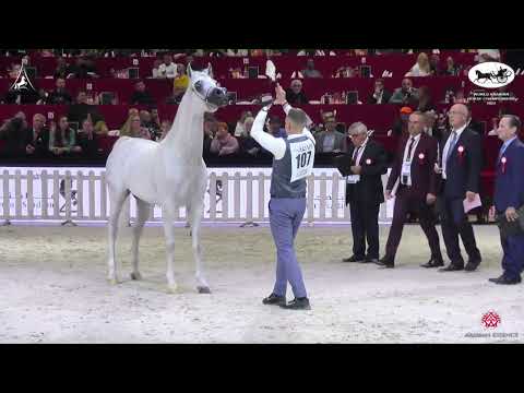 N 107 PIRENO   World Arabian Horse Championship 2022   PARIS   Senior Stallions Section A Class 6A
