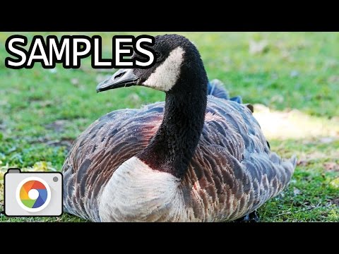 Canon EOS 7D Mark II with EF 70-300mm f/4-5.6 IS USM lens samples