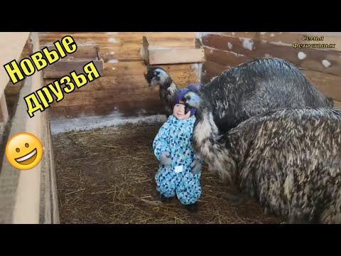 Олени, кенгуру, альпака и злой хорёк// Семья Фетистовых