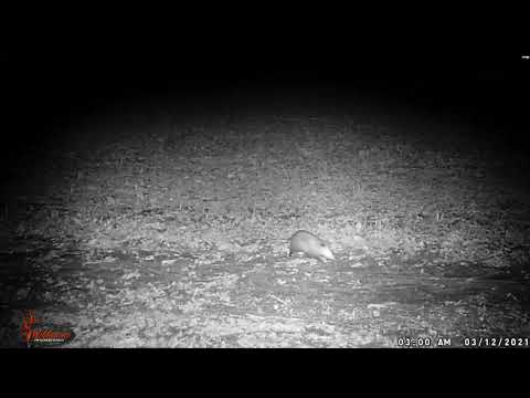 Coyotes Posums and Coon Trail Cams 3 12 2021