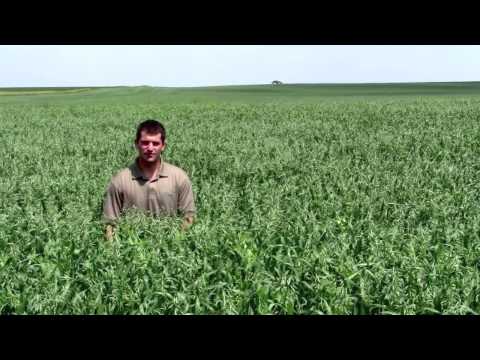 Millborn's Pea Oat Blend (2013 Growing Season)