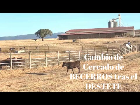 LABORES de CAMPO. Cambio de Cercado de BECERRITAS.