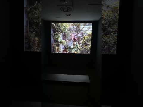 Max Ernst: surrealismo, arte y cine