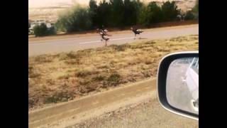 Turkeys Crossing The Road - Fast Funny Clip .. Enjoy #Colorado #Wild #Turkey #CrossingTheRoad