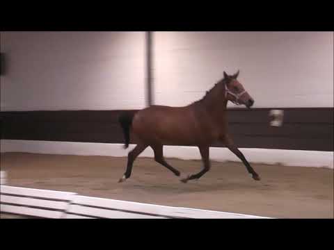 PAV ELENA VON AVALOR 2j. v. PAV Nobility - Strahlemann ONLINE-AUKTION