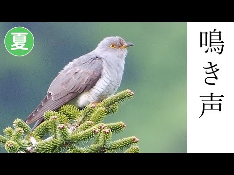 カッコウ (鳥)について詳しく解説