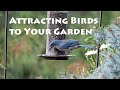 Attracting Birds to Your Back Yard