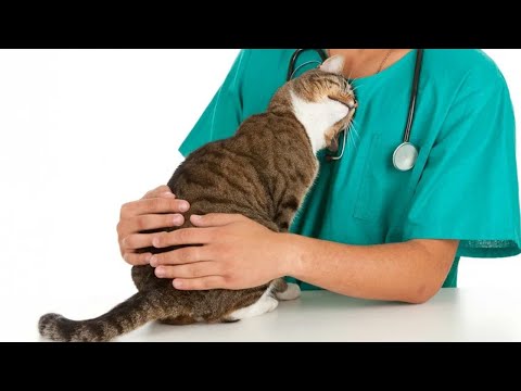 When Cat Made Its Own at the Vet 🐶 Funny Cats Videos 2025