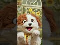 Puppy Yoga With Elmo And Tango Sesamestreet