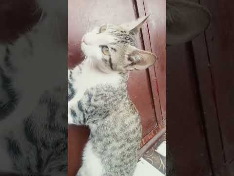 cat is thinking to sleep but