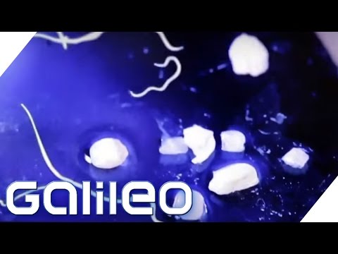 Die unheimliche Macht der Parasiten | Galileo | ProSieben