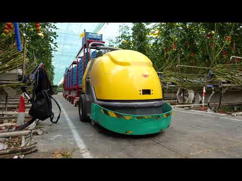 Zobacz, jak pracuje się w szklarni z pomidorami - Contrain 🍅