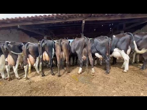 VACAS DE ALTA LACTAÇÃO NA FAZENDA DISPONÍVEL EM ÁGUAS BELAS PERNAMBUCO 22 de abril de 2026