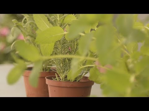 Hortas em casa são uma possibilidade para a falta de espaço