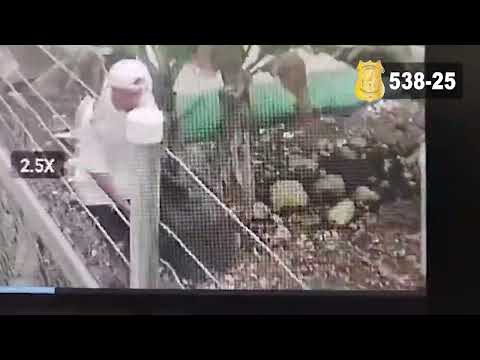 538. Sospechoso de Robo en Golfito, Puntarenas.