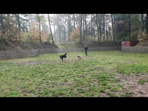 Sirsha eerste keer losloopveld samoza