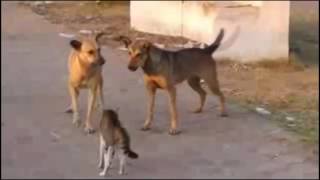 КОТЫ НАПАДАЮТ НА СОБАК Crazy Cat Attacks Dog Подборка приколов #4 Опасные