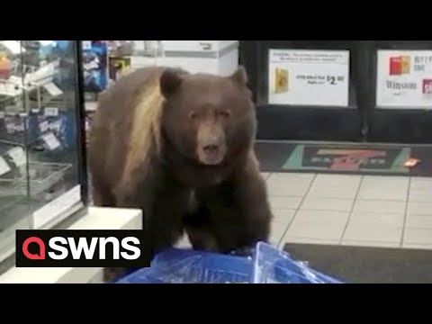 Huge brown bear enters 7-Eleven store and helps itself to CANDY BARS 🐻 | SWNS