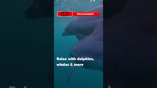Download lagu 🐬 Underwater Sleep Journey | 432Hz Binaural Beats Music for Deep & Restful Night mp3 Download lagu 🐬 Underwater Sleep Journey | 432Hz Binaural Beats Music for Deep & Restful Night mp3
