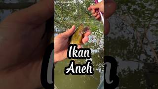 Download lagu Dikira Tempat Angker, Malah Dapat Ikan Mas Gede! 😱 Tapi Strike Kedua Bikin Kaget mp3