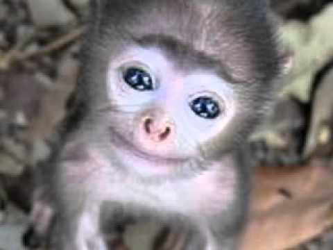 "Monkeys Against Animal Testing"