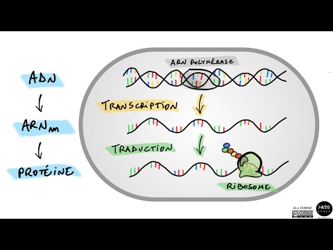 ADN, ARN et protéine 🧬