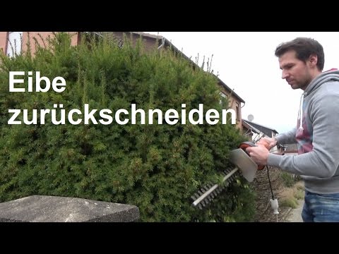 Yew pruning Taxus baccata pruning Pruning yew pruning