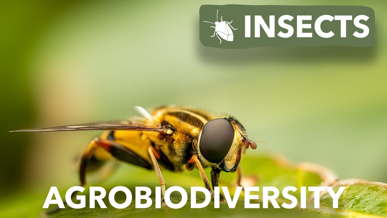 Agrobiodiversity | Insects