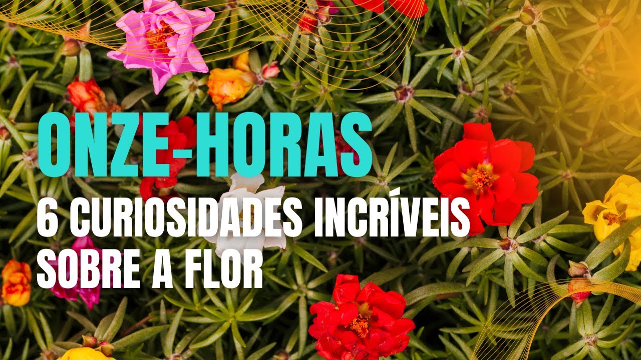 6 curiosidades sobre a flor onze-horas