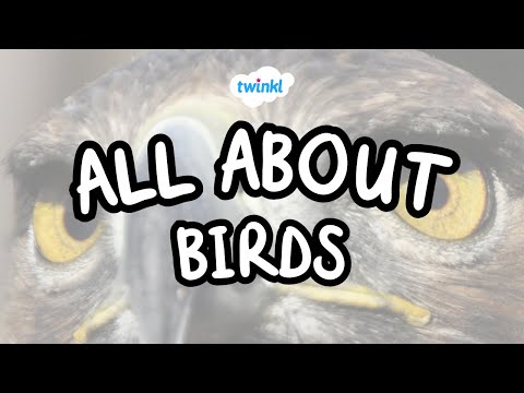 All About Birds | Fun Facts About Birds | Twinkl USA