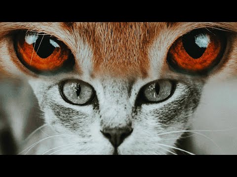 "Cute Cats & Kittens Playing Together 😻 | Funny Moments | Must Watch for Cat Lovers #CuteCats