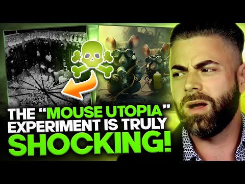 Did The Mouse Utopia Experiments Predict Our Societal Collapse