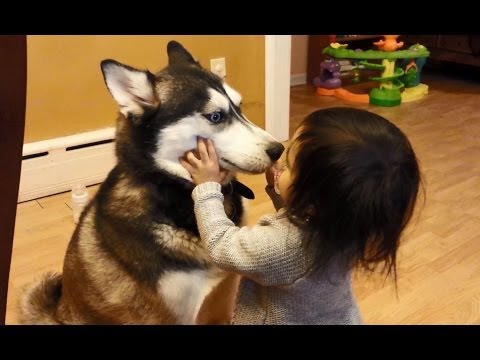 Amore tra un Siberian Husky e una bimba