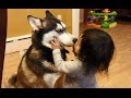 Baby Loves Siberian Husky Dog! 