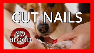Cutting Dog Nails Perfect Every Time