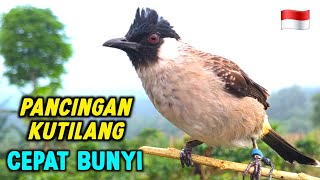 Download lagu Suara Burung Kutilang Gacor Memanggil Temannya Agar Bunyi Garuda mp3 Download lagu Suara Burung Kutilang Gacor Memanggil Temannya Agar Bunyi Garuda mp3