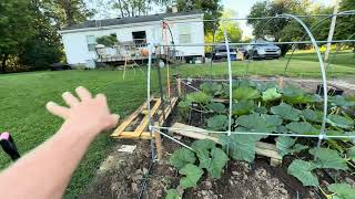 Making These ￼Top 2 Mistakes Growing Giant Pumpkins 🎃 ?? 