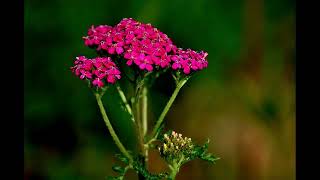 Baccara - Number One