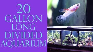 MY NEW 20 GALLON LONG DIVIDED AQUARIUM | Supplies, Plants, & Setup