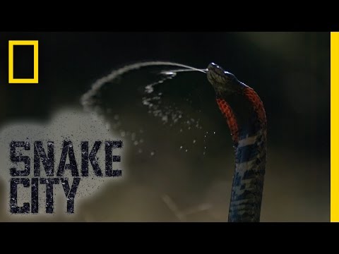 Spitting Mad Cobra | Snake City