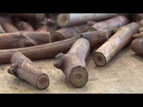 Kalemarstvo - zanat koji nestaje