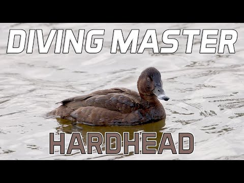 Hardhead: The only Diving Duck in Australia