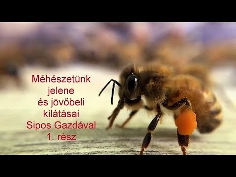 ha a szoptató anyának férgei vannak
