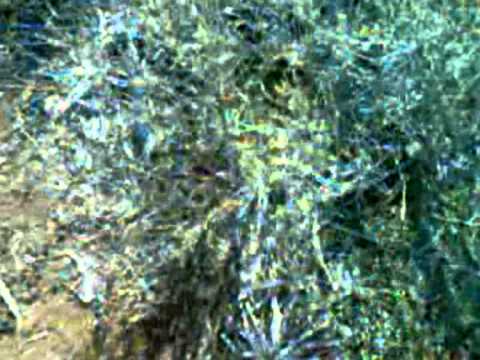 Cleaner Production - Cleaner Production - Derviš (2004)