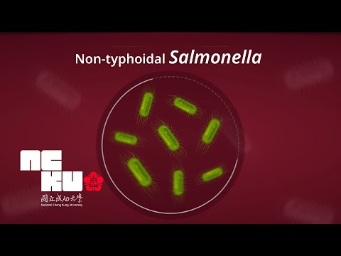 Risk of Non-typhoidal Salmonella Vascular Infection Increases with Atherosclerosis | Research NCKU